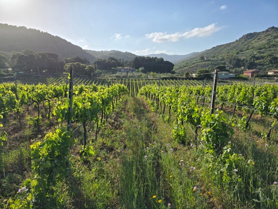 The Write Taste report on wines made from Grillo and Nero d'Avola in Sicily